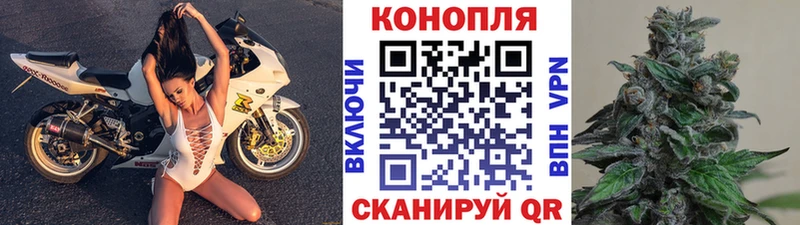 Шишки марихуана марихуана  Сясьстрой 